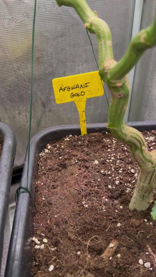 Afghani Gold