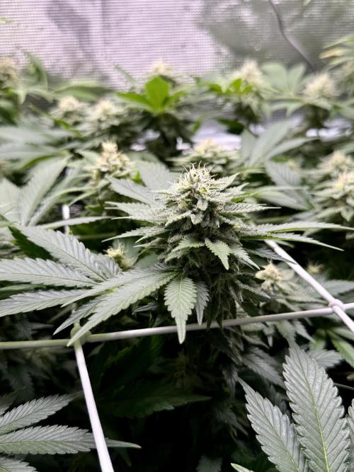 Super Skunk. Week 20
