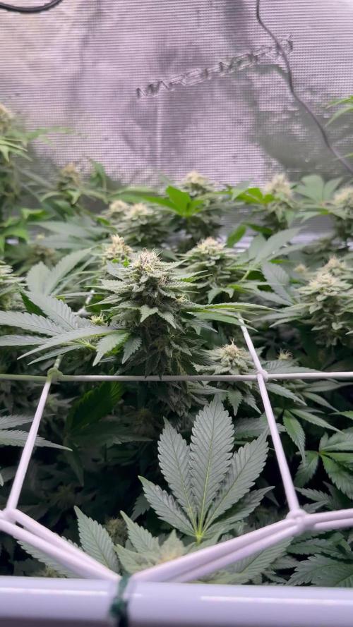 Super Skunk