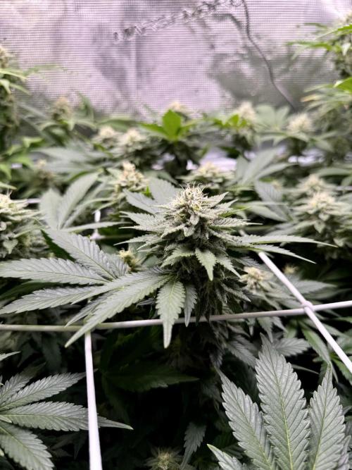 Super Skunk. Week 20