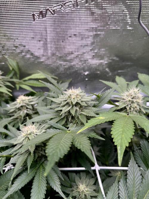 Super Skunk. Week 20