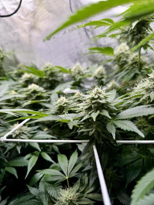 Super Skunk. Week 20