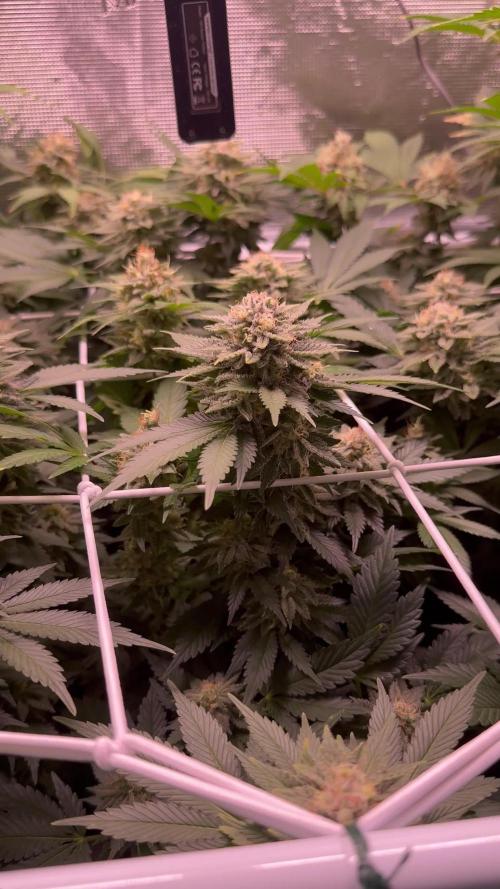 Super Skunk