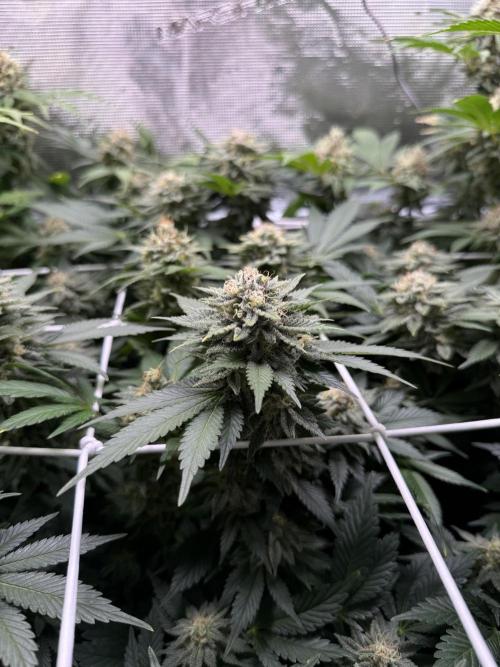 Super Skunk. Week 21