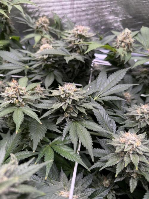 Super Skunk. Week 21