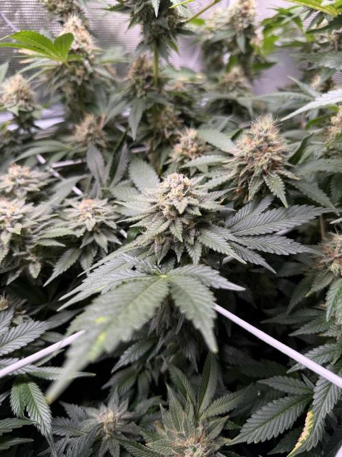 Super Skunk. Week 21