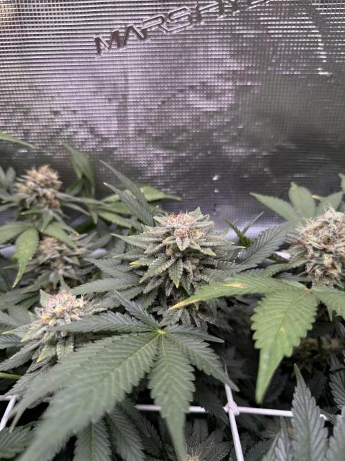 Super Skunk. Week 21