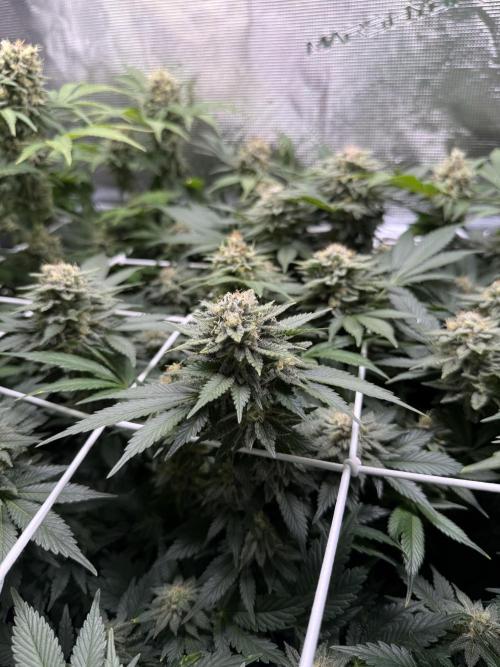 Super Skunk. Week 21