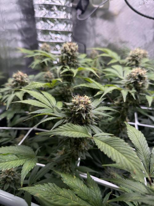 Gelato. Week 21