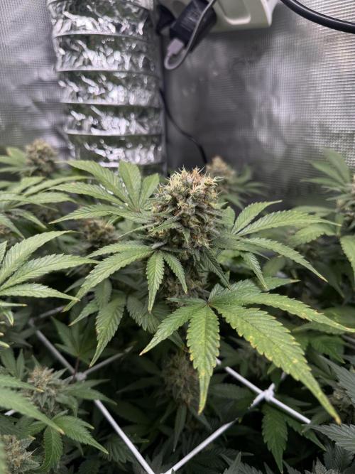 Gelato. Week 21