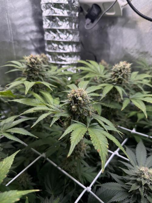 Gelato. Week 21