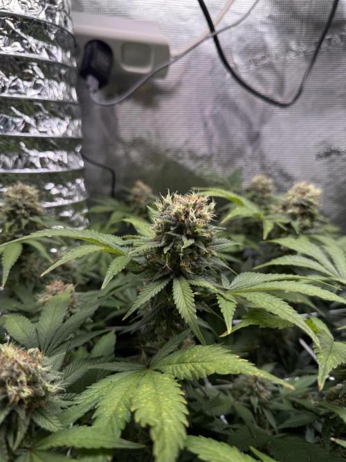 Gelato. Week 21