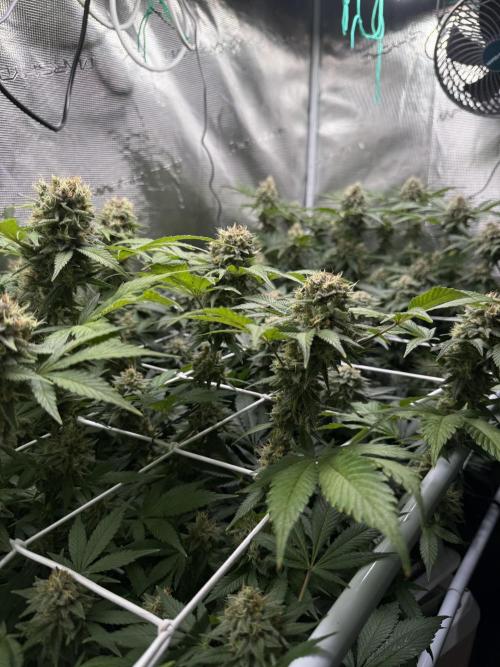 Gelato. Week 21