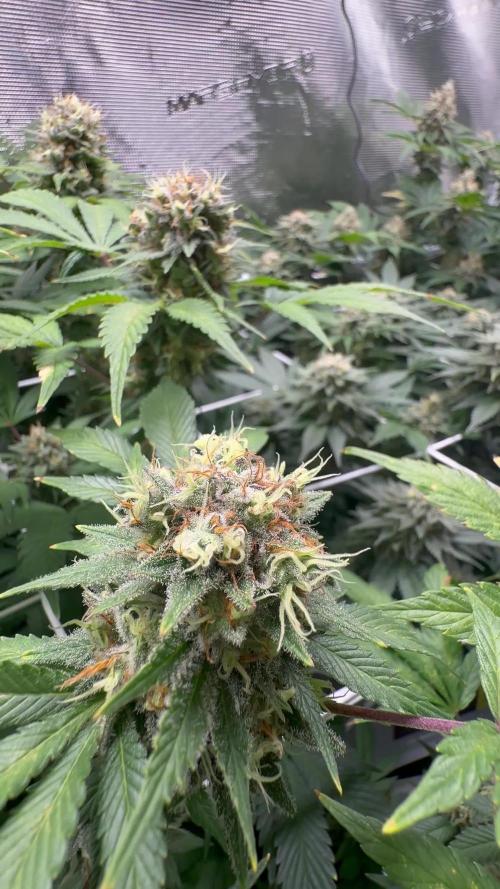 Gelato