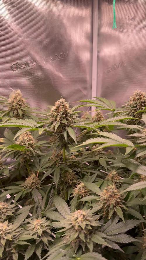 Afghani Gold