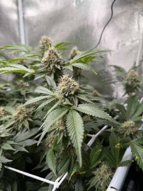 Afghani Gold. Week 21