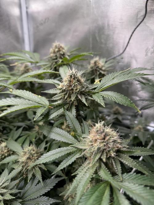 Afghani Gold. Week 21