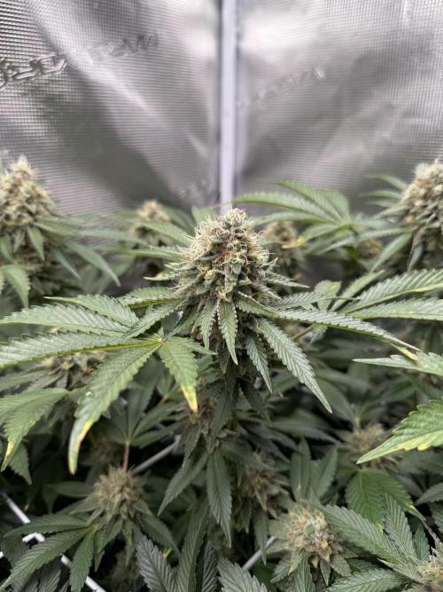 Afghani Gold. Week 21
