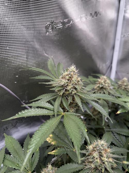 Afghani Gold. Week 21