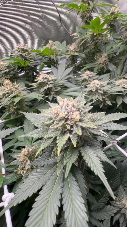 Super Skunk
