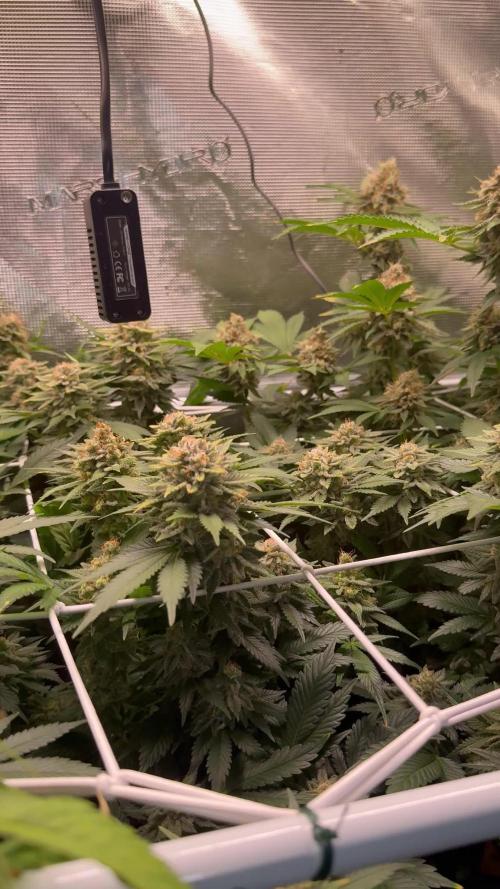 Super Skunk