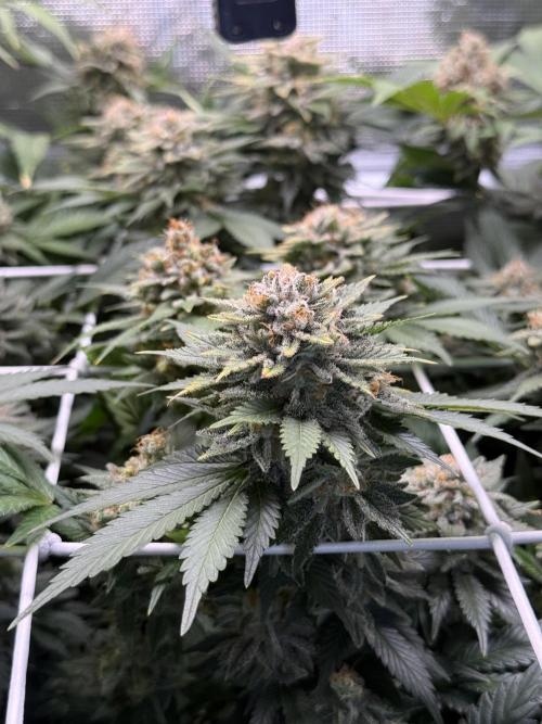 Super Skunk. Week 22