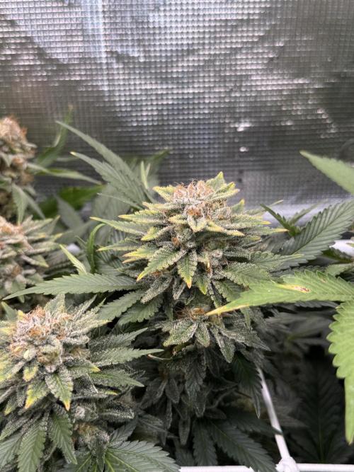 Super Skunk. Week 22