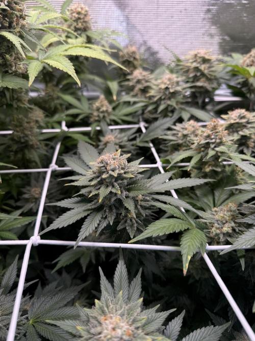 Super Skunk. Week 22