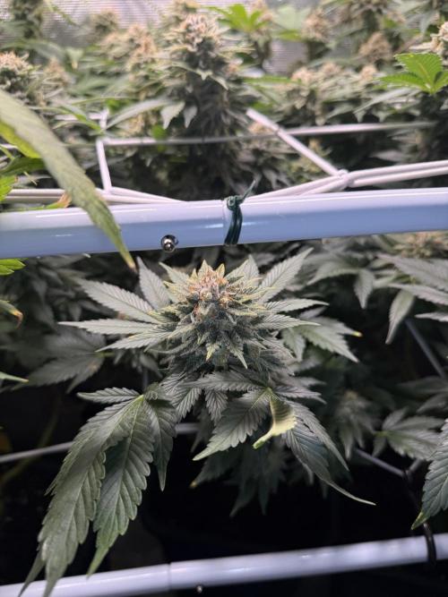 Super Skunk. Week 22