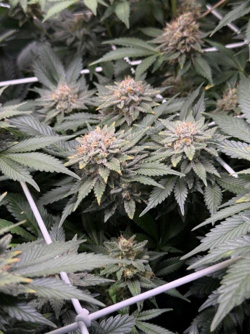 Super Skunk. Week 22