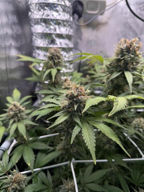Gelato. Week 22