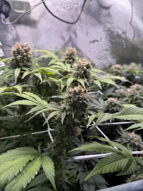 Gelato. Week 22