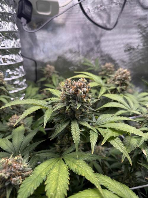 Gelato. Week 22