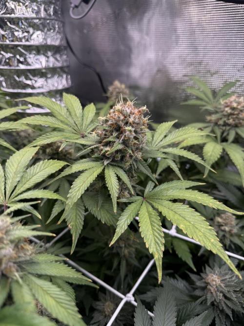Gelato. Week 22