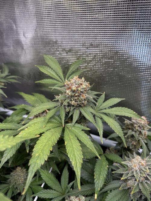 Gelato. Week 22