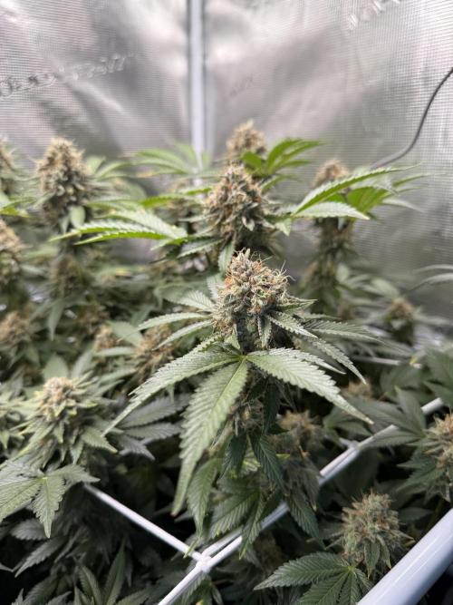 Afghani Gold. Week 22