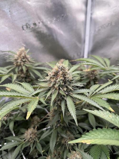Afghani Gold. Week 22