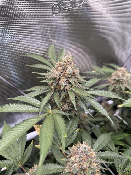 Afghani Gold. Week 22