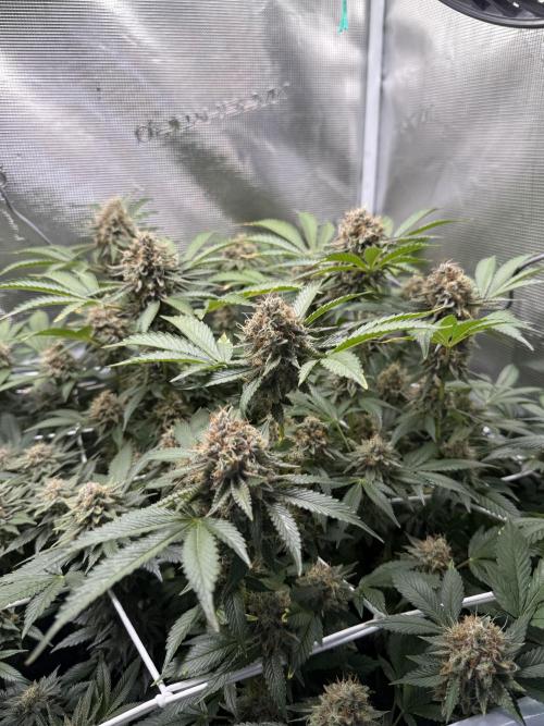 Afghani Gold. Week 22