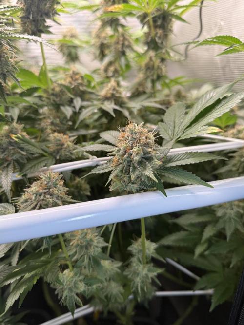 Afghani Gold. Week 22