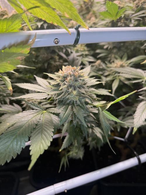 Super Skunk. Week 23
