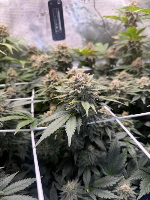 Super Skunk. Week 23