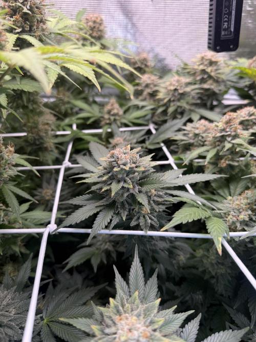 Super Skunk. Week 23