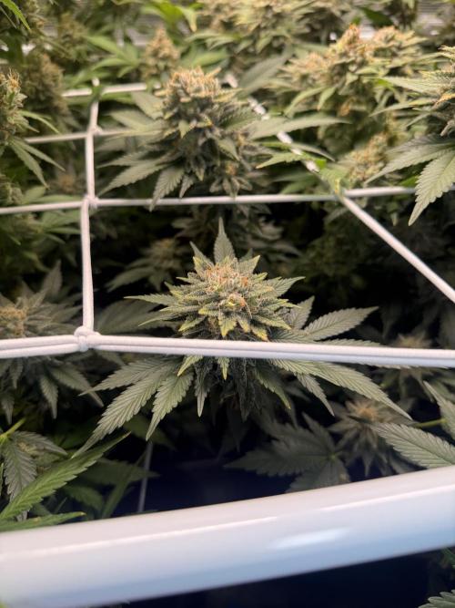 Super Skunk. Week 23