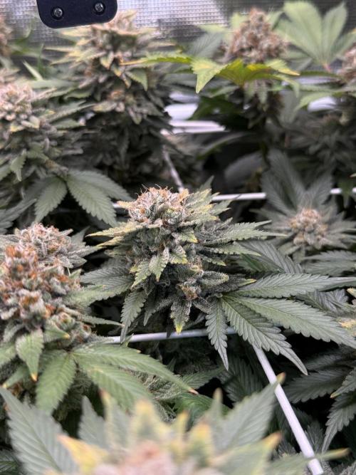Super Skunk. Week 23