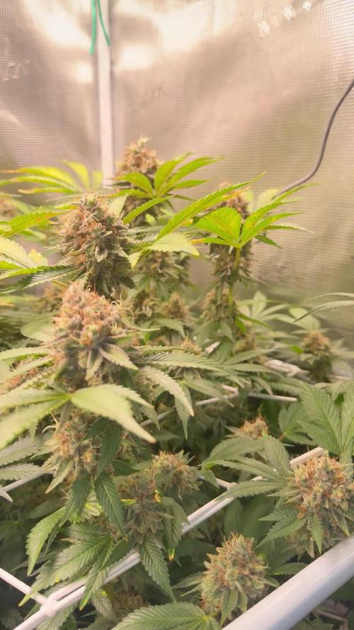 Afghani Gold