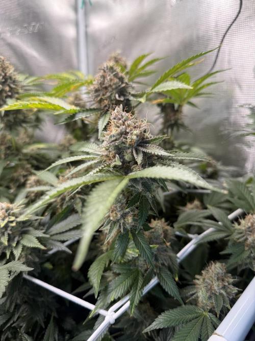 Afghani Gold. Week 23