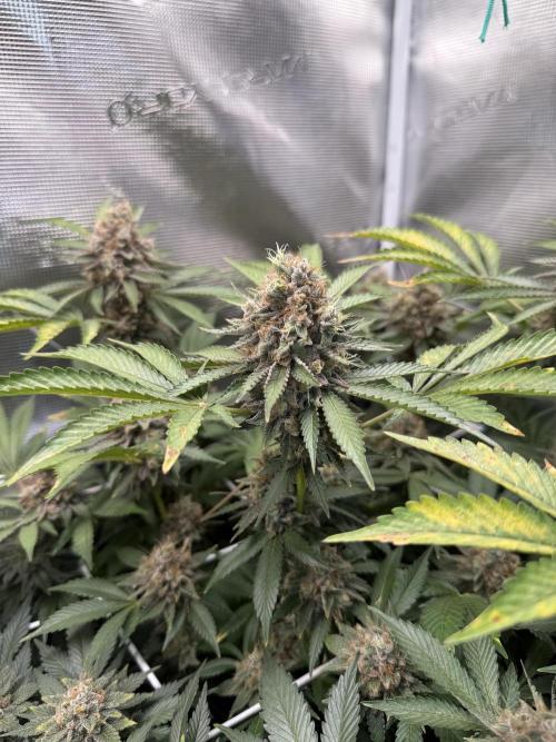 Afghani Gold. Week 23