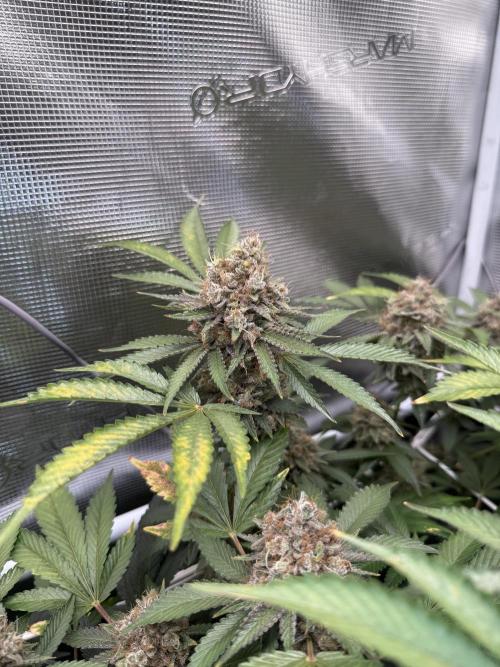 Afghani Gold. Week 23
