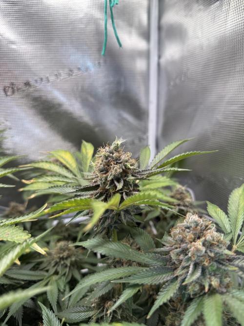 Afghani Gold. Week 23